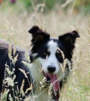 Do Bearded Collies make better pets than their Border cousins? 