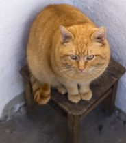 Does my pet insurance cover diabetes?