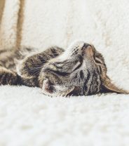 End of life care and dealing with loss