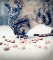 Ask the vet: What should I feed my kitten