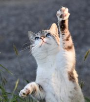 When do cats stop growing?