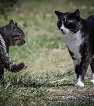 How can I help my new cats get along with each other? 
