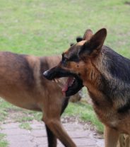 Could rabies really be eliminated?