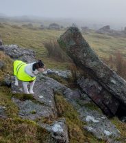 What’s the best reflective clothing for dogs?