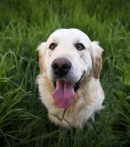 My dog's vaccines have lapsed. Do I really need to repeat the course?