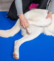 How do I choose a physiotherapist for my dog?