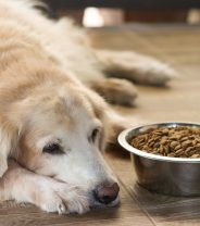 Settling a dog's tummy