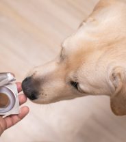 Is all-in-one flea and worm treatment for dogs a good idea?