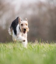 Do I need to worry about Whipworm in my Dog?