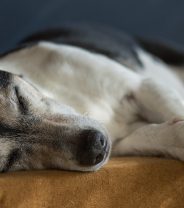 Is it kindest just to let dogs pass away naturally?