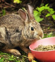 The trouble with rabbit teeth: sharp edges and dental abscesses 