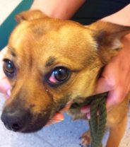My dog always has red eyes - what could it be?
