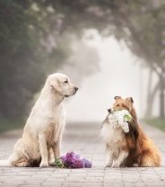 Should you Let your Dog have One Litter?