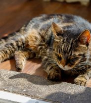 Why did the vet prescribe meloxicam?
