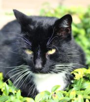 How can arthritis in cats be treated?
