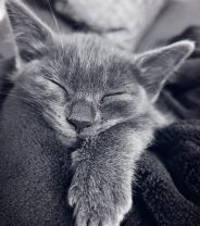 How to deal with grief and loss at the end of a cat’s life