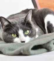 Do rehomed cats ever make good pets?
