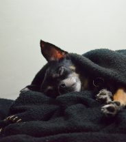 What happens to a dog after euthanasia?