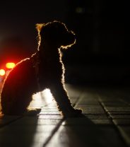 What pet is best for shift workers?