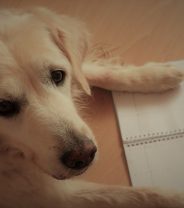 Whose responsibility is it to remember dog and cat booster vaccines?