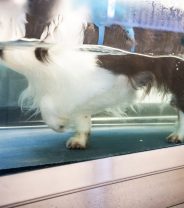 Can I self-refer my pet?