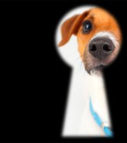 How to find a vet that offers keyhole spay?