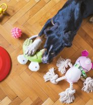 What can I do to help teething pain in puppies?