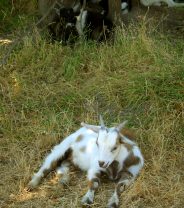 Why do goats faint? All you need to know!