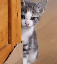 Does Feliway really work for cats?