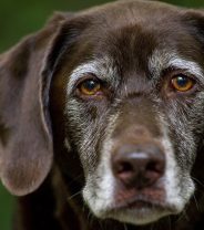 Should We Make an Older Dog do more Exercise?
