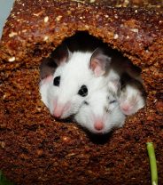 Can I catch diseases from my pet mice?