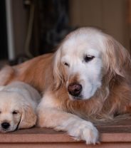 Is it fair to get a puppy before my old dog dies?