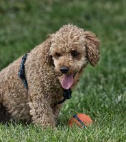 Why do dogs get diabetes?
