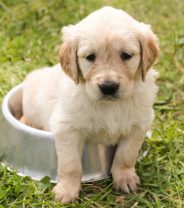 4 Tips for Beating Lungworm