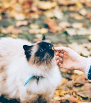Does it really matter how much you spend on your cat's food?