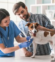 Why does your vet look stressed?