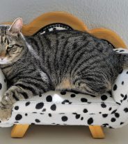 How can I reduce my pet insurance cost?
