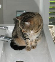 How often should cats bathe?