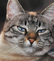 National shortage forces vets to delay cat vaccinations