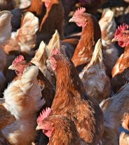 If you’re an animal lover you should avoid large eggs and always buy medium-sized… here’s why