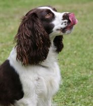 Why does my dog keep licking his lips?