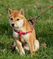 What type of lead is best for a dog who pulls?