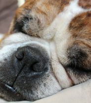 How do I help my children cope with the loss of a pet?