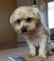 My dog hasn’t pooped all day, should I be worried?
