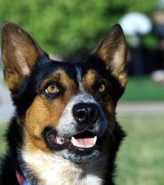 Trainer, dog psychologist or behaviourist? Choose the right person to help you with your dog's behaviour