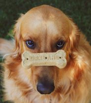 Can I buy a fully-trained puppy?