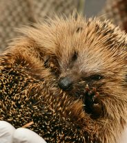 What to do if you find an injured wild mammal 