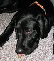 My dog ate grapes – what should I do?