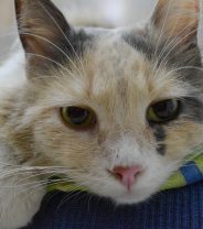 Radioactive iodine for cats - is it worth it?