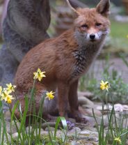 Why are there so many urban foxes?